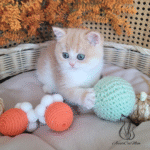 British shorthair kittens for sale