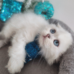 Scottish fold kittens