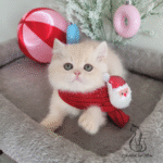 British shorthair kittens