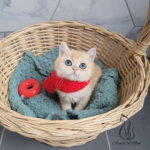 british golden shorthair kitten