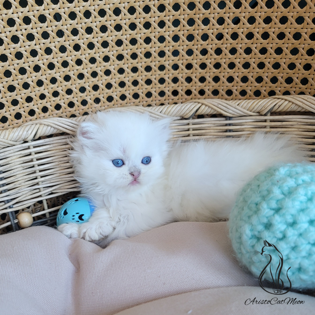 Purebred kittens