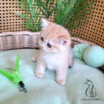 adopt kitten near me