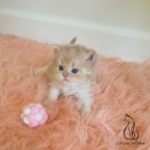 Adopt kitten