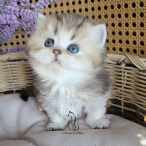 British Boy, Gato
Available for adoption