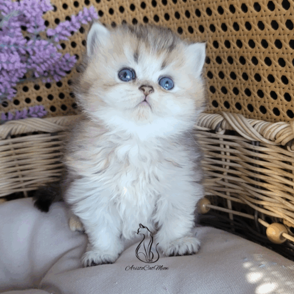 British Boy, Gato
Available for adoption - Image 2