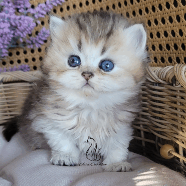 British Boy, Gato
Available for adoption - Image 3