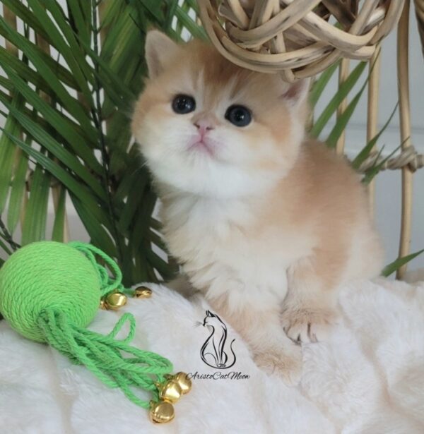 British Golden Boy, Max
Available for reservation - Image 2