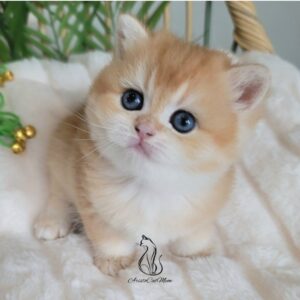 British Golden Boy, Max
Available for reservation