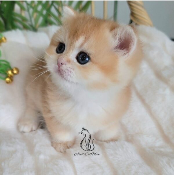 British Golden Boy, Max
Available for reservation - Image 4