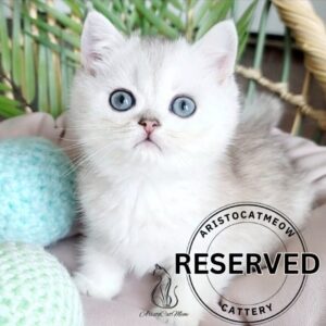Scottish Straight Boy Kevin
Reserved
