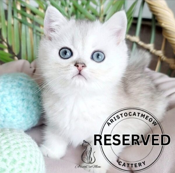 Scottish Straight Boy Kevin
Reserved