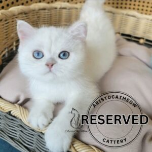 Scottish Straight Boy Henry
Available for adoption
