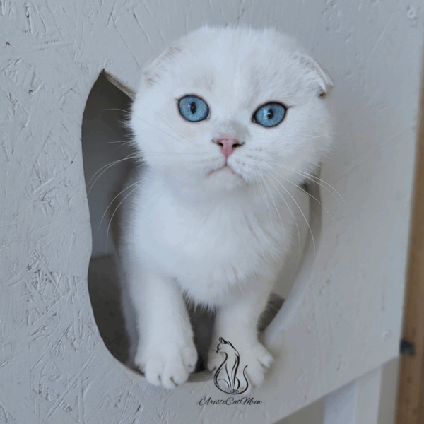 Scottish Fold Boy Hanter
Available for reservation - Image 5
