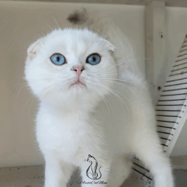 Scottish Fold Boy Hanter
Available for reservation - Image 4