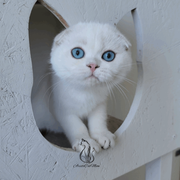 Scottish Fold Boy Hanter
Available for reservation - Image 8