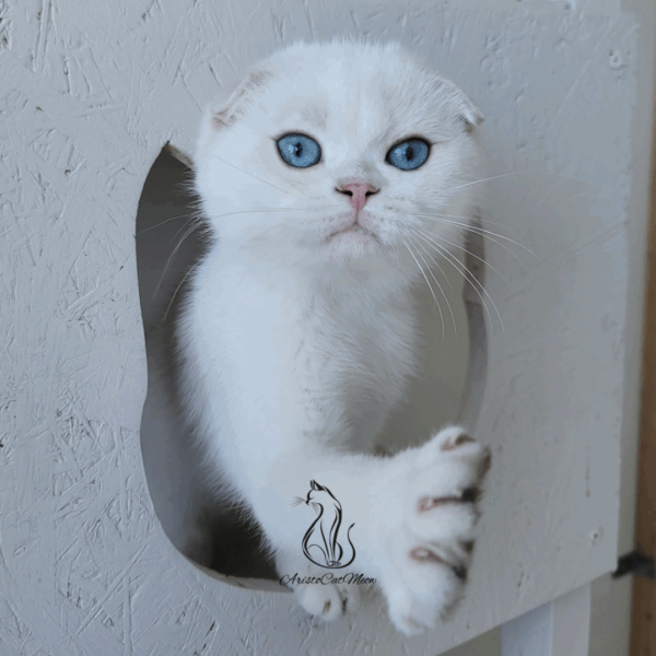 Scottish Fold Boy Hanter
Available for reservation - Image 7