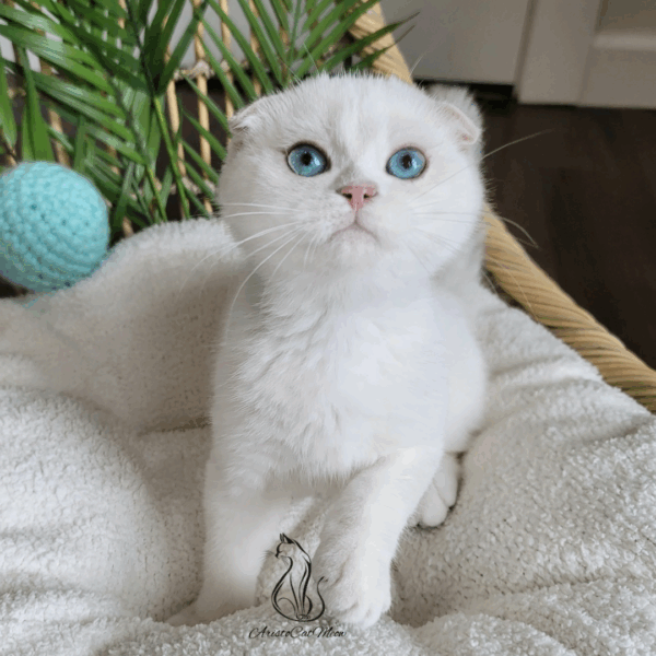 Scottish Fold Boy Hanter
Available for reservation - Image 3