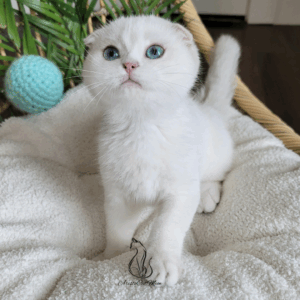 Scottish Fold Boy Hanter
Available for reservation