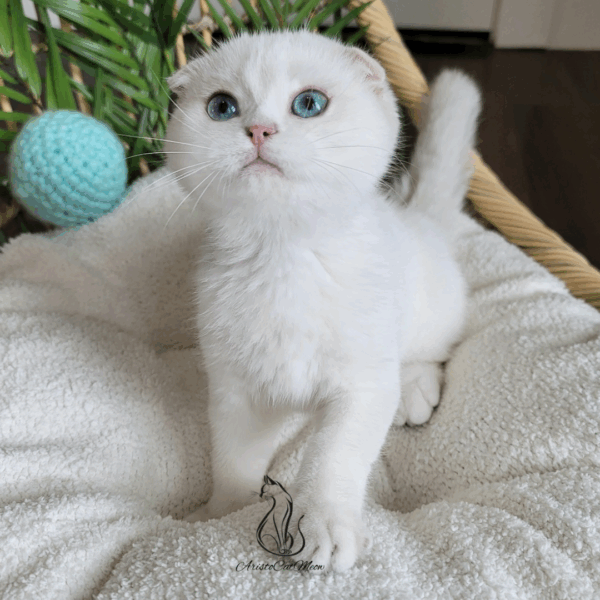 Scottish Fold Boy Hanter
Available for reservation
