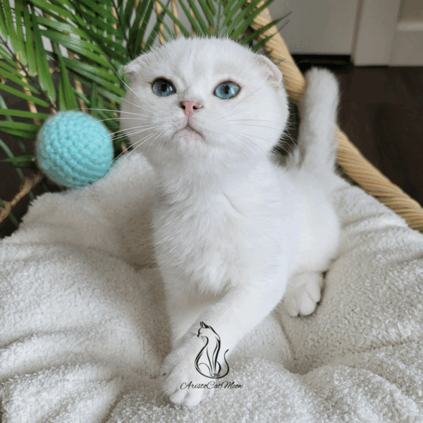 Scottish Fold Boy Hanter
Available for reservation - Image 9