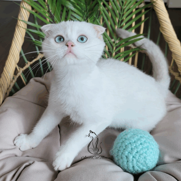 Scottish Fold Girl Feona
Available for reservation - Image 3