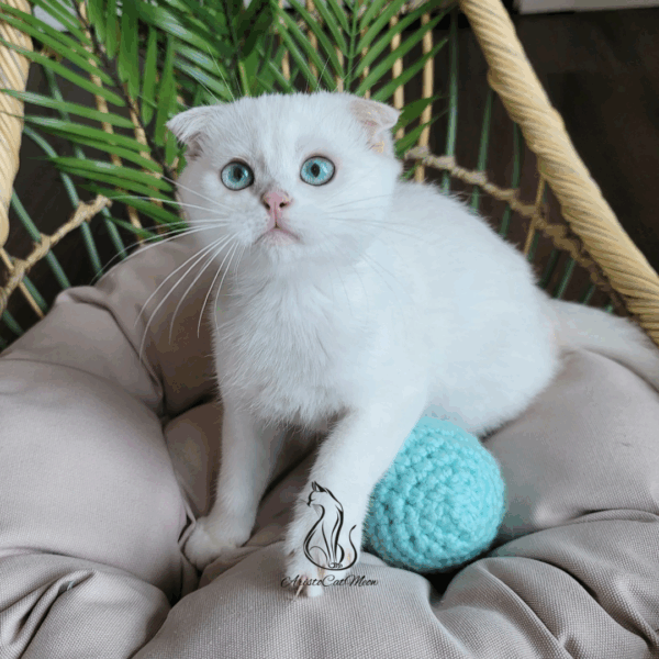 Scottish Fold Girl Feona
Available for reservation - Image 4