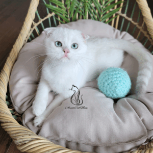 Scottish Fold Girl Feona
Available for reservation