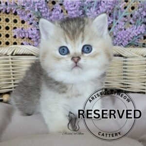 Scottish Straight Boy Karlos
Reserved