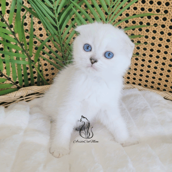Scottish Fold Boy London
Available for reservation