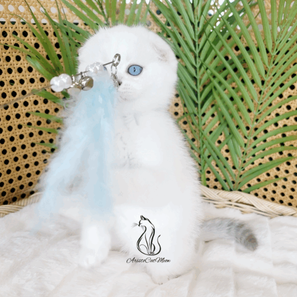 Scottish Fold Boy London
Available for reservation - Image 2