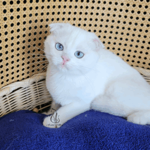 Scottish Fold Girl Feona
Available for reservation