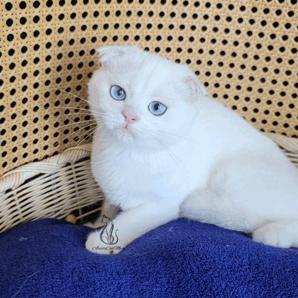 Scottish Fold Girl Feona
Available for reservation
