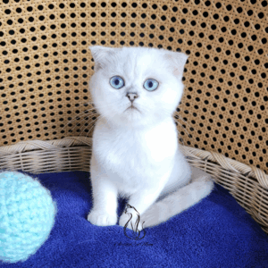 Scottish Fold Girl Felicia
Kitten for adoption
