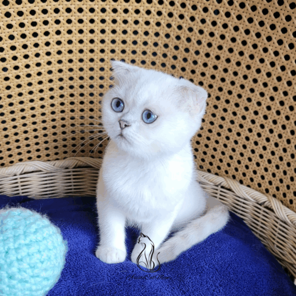 Scottish Fold Girl Felicia
Kitten for adoption - Image 2