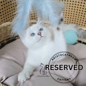 Scottish Straight Boy Harry
Reserved