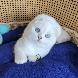 Scottish Fold Boy Leo
Available for adoption