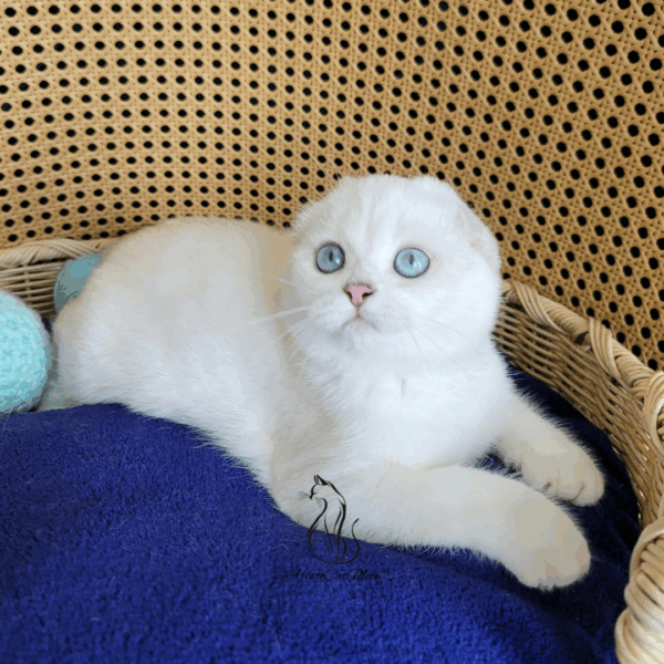 Scottish Fold Boy Leo
Available for adoption - Image 3