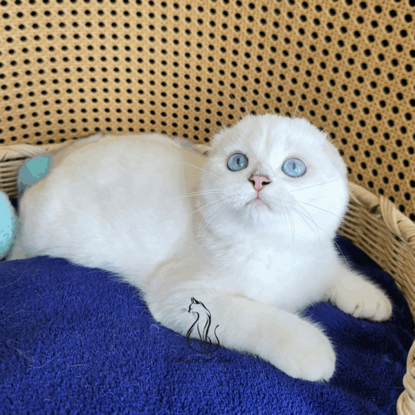 Scottish Fold Boy Leo
Available for adoption - Image 2