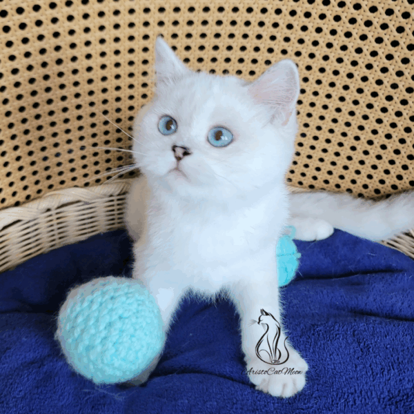 Scottish Straight Boy Henry
Available for adoption - Image 4