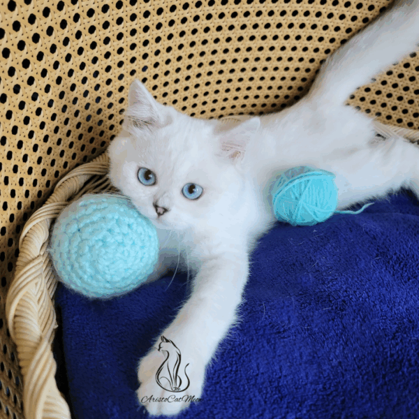 Scottish Straight Boy Henry
Available for adoption - Image 2