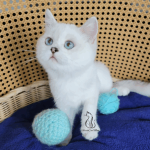 Scottish Straight Boy Henry
Available for adoption