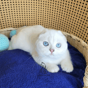 Scottish Fold Boy Hanter
Available for reservation