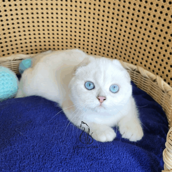 Scottish Fold Boy Hanter
Available for reservation
