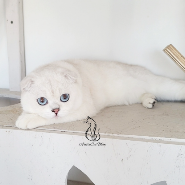 Scottish Fold Boy Casper 
Adopt kitten near Atlanta - Image 3