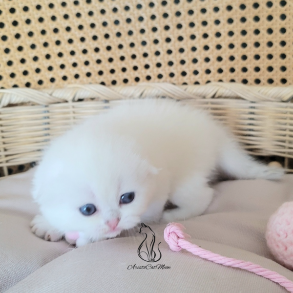 Scottish Fold Boy Henry
Kitten for adoption near Atlanta - Image 2