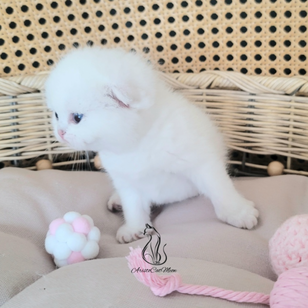 Scottish Fold Boy Henry
Kitten for adoption near Atlanta - Image 3