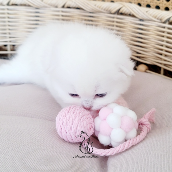 Scottish Fold Boy Henry
Kitten for adoption near Atlanta - Image 4