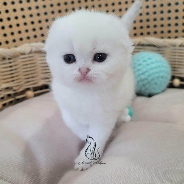 Scottish Fold Boy Henry
Kitten for adoption near Atlanta - Image 5