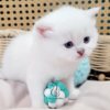 Scottish Straight Boy Hanter
Kitten for adoption near Tennessee - Image 2