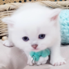 Scottish Straight Boy Hanter
Kitten for adoption near Tennessee - Image 4